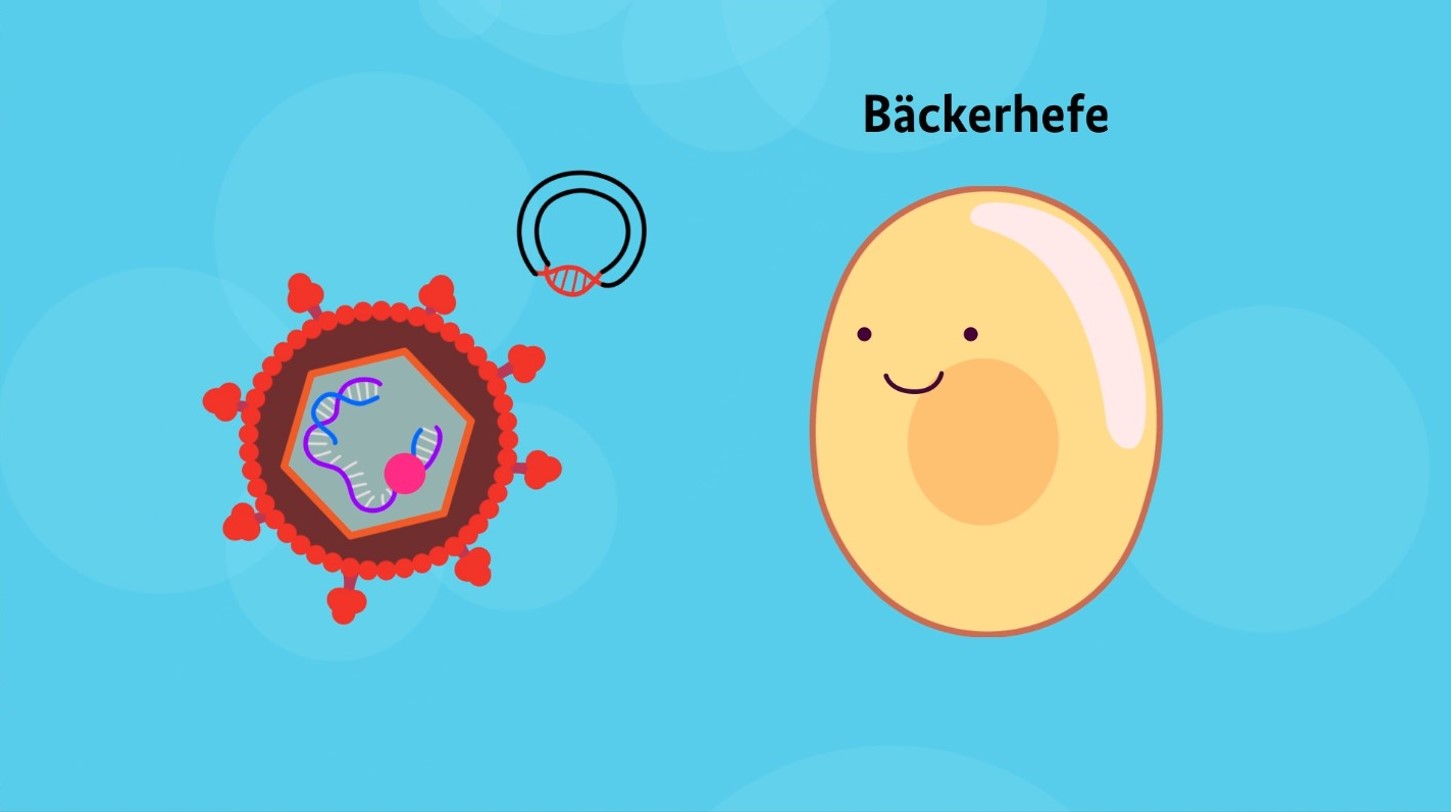 Mithilfe der Bäckerhefe werden Oberflächenproteine des Virus für die Impfung hergestellt.