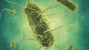 Bakterium der Gattung Salmonella