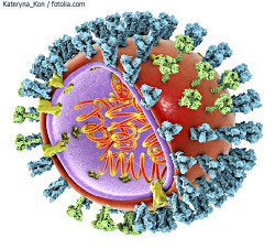 Schematic representation of an influenza virus particle